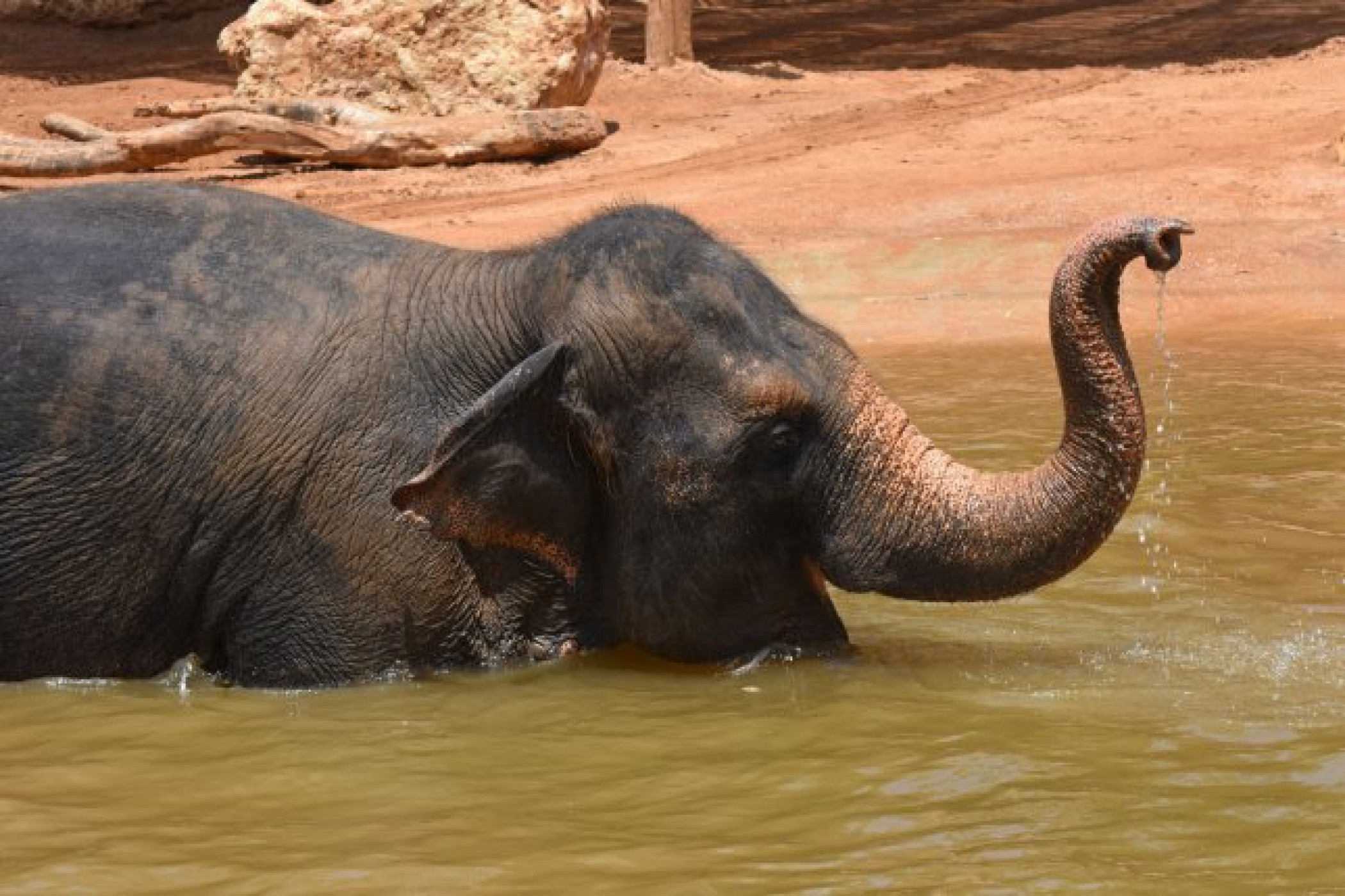 World Elephant Day promotes protection of pachyderms