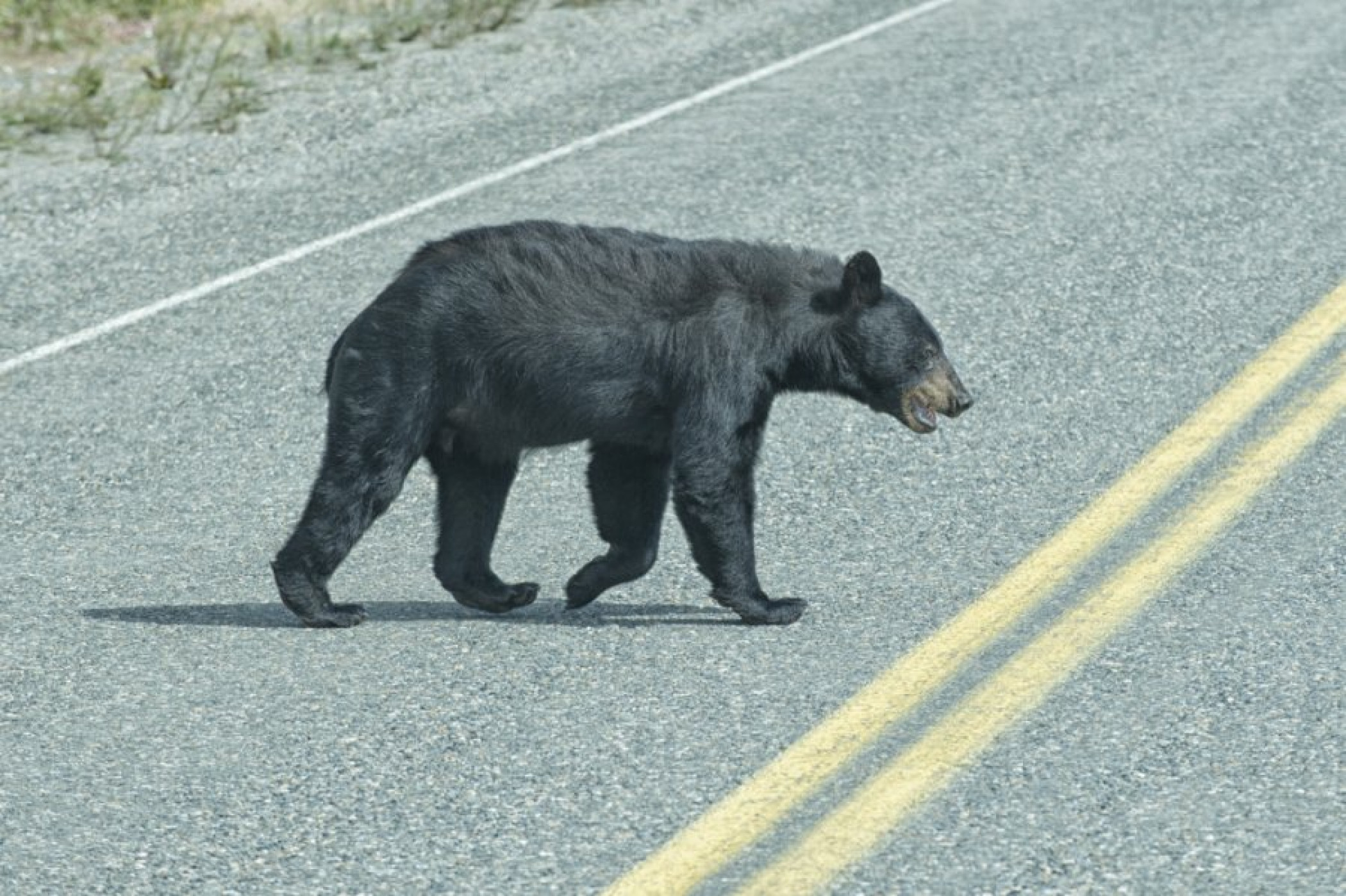 Black bear enters Connecticut home, raids snacks from kitchen