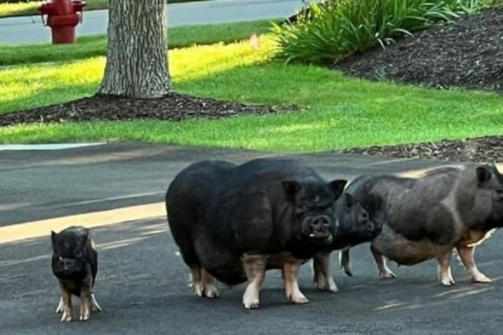Four loose pigs evade capture in Illinois town