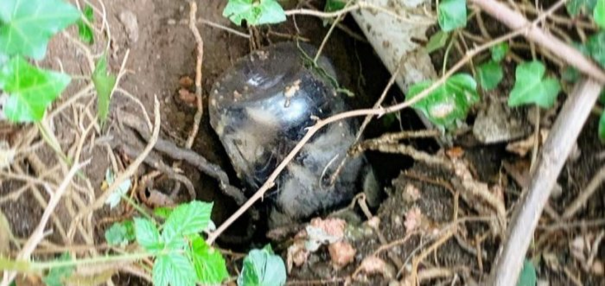 Wildlife rescuers remove peanut butter jar from raccoon's head