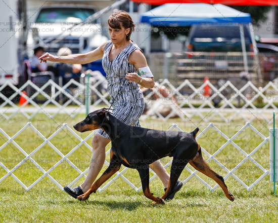 Dobermans, Belvidere weekend, July 2016
