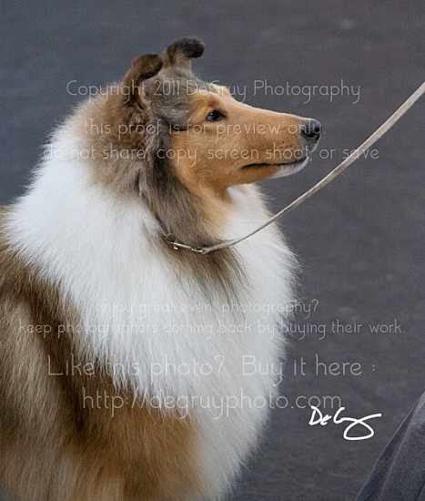 Central States Collie Club, February 19, 2011