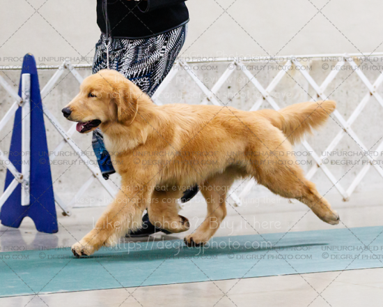 Golden Retriever Class Dogs, Kalamazoo weekend, November 2016