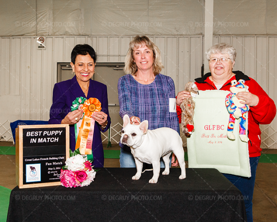 Great Lakes French Bulldog Club Fun Match, May 2014
