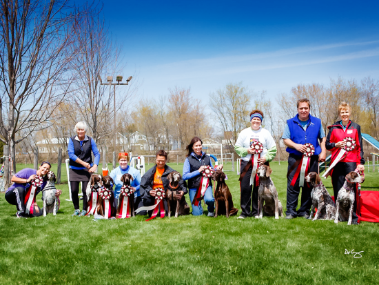 German Shorthaired Pointer Club of America, National Specialty, May 2014
