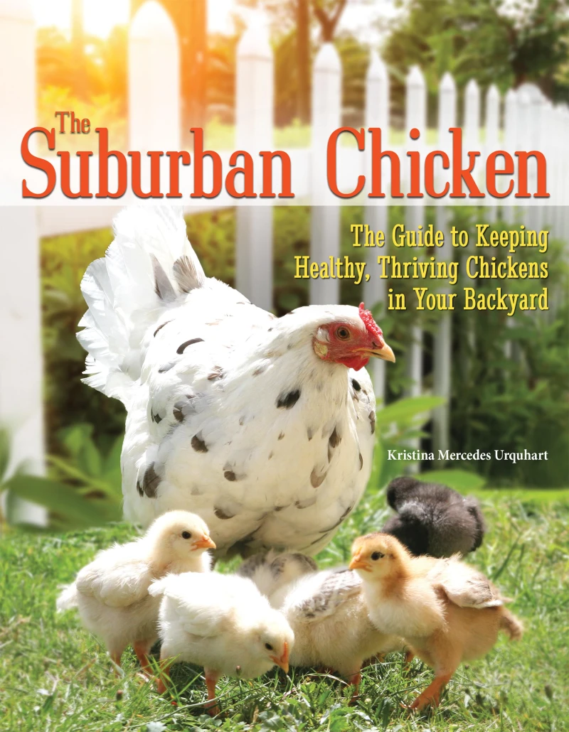 Portada: The Suburban Chicken