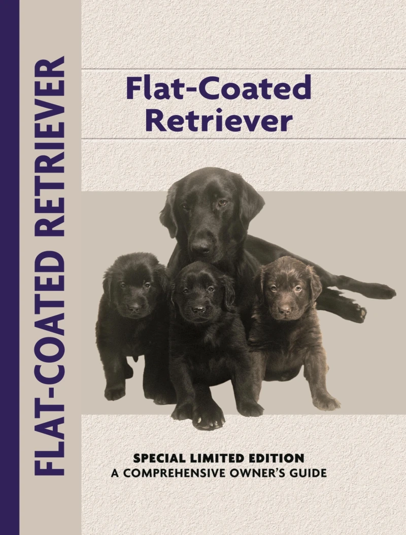 Portada: Flat-Coated Retriever
