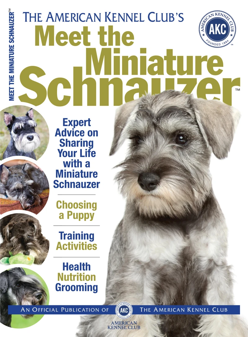 Portada: Meet the Miniature Schnauzer