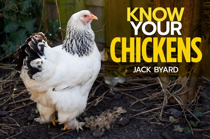 Portada: Know Your Chickens