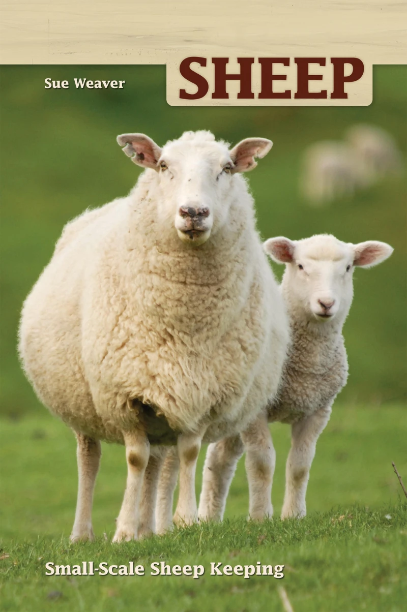 Portada: Sheep