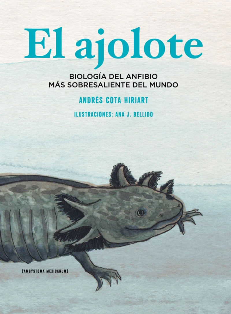 Portada: El ajolote