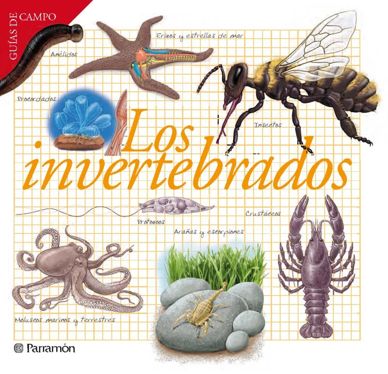 Portada: Los invertebrados