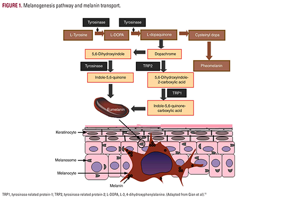 Thiamidol: A Breakthrough Innovation in the Treatment of Hyperpigmentation  - JDDonline - Journal of Drugs in Dermatology