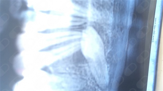 María Teresa Gómez Serrano-15