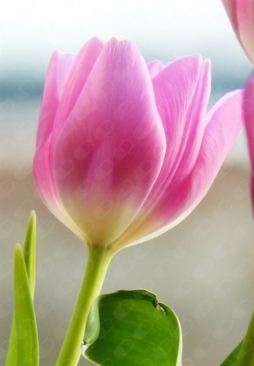 Marbella Flores Castañeda-11