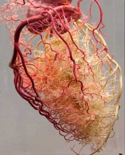 Diego Boroel Cervantes-5