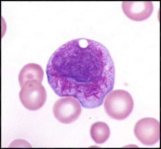 Noé Benjamín Vega Tapia-6