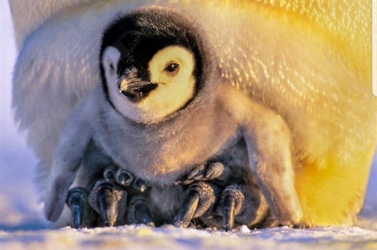 Anabella Gpe. Gálvez Bravo-4