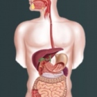 Dra. Mónica Isabel Camarena Romero