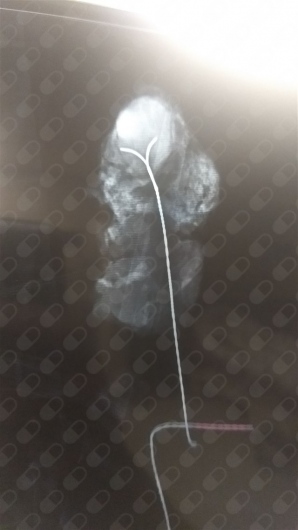 Apolo Aguilar Flores-7