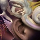 Dra. Erika Montoya Domínguez