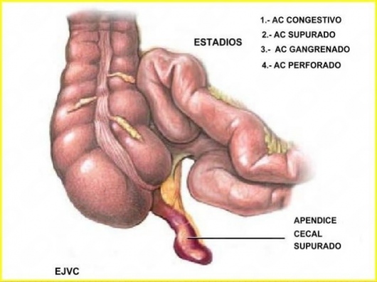Luis Ricardo Olivares De La Fuente-8