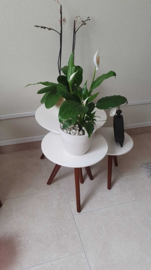 Mercedes Elena Villarreal Guzmán-20