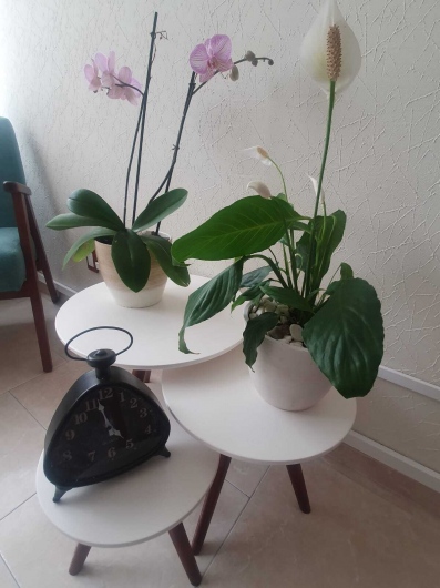 Mercedes Elena Villarreal Guzmán-6