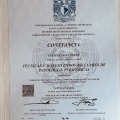 Ampliar imagen: certificate 1