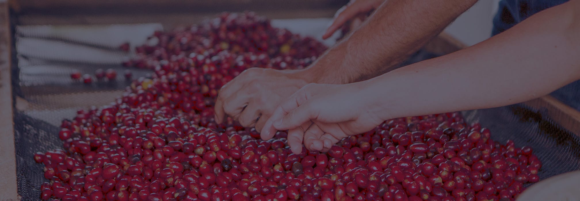 Forest Coffee home hero banner 4.