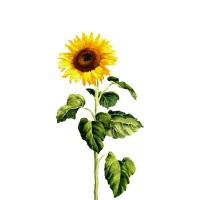 The General Intelligence Company of New York