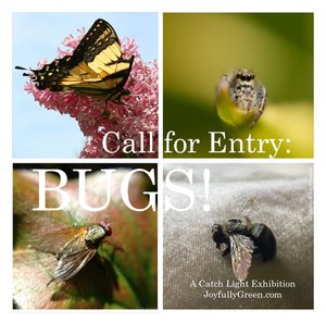 BUGS!