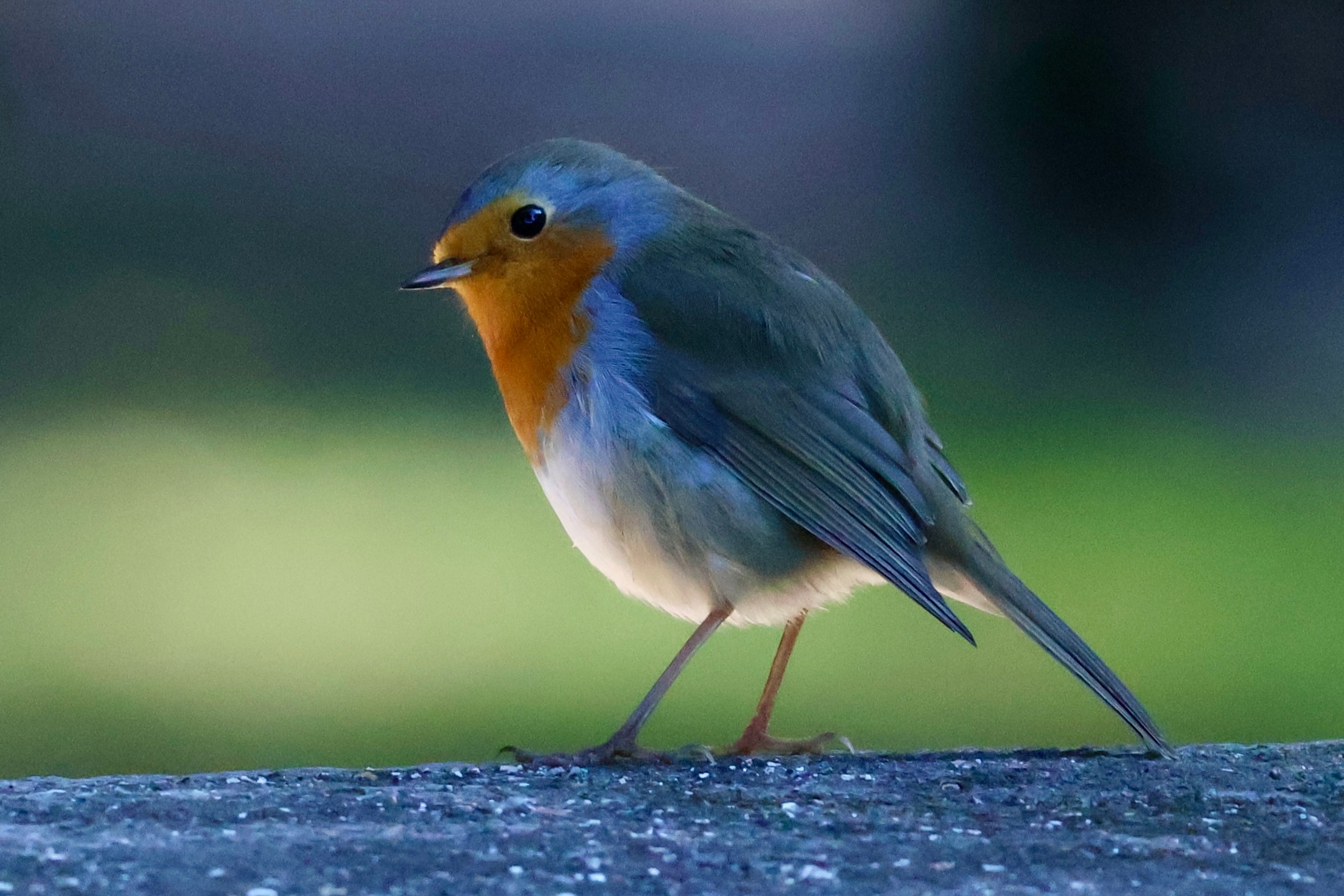 Wings of Hope Bird Photography Contest