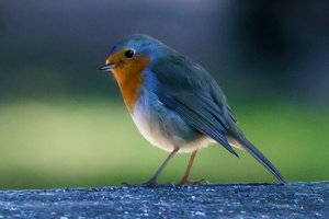Wings of Hope Bird Photography Contest