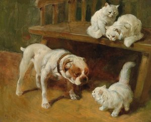Cats, Dogs & Stories