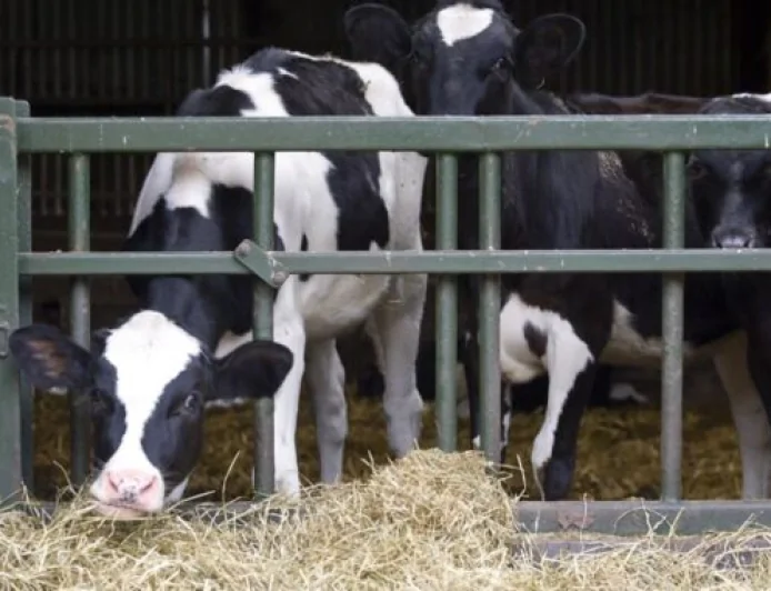 Cow Health Crisis in Denmark Linked to Methane-Reducing Feed Additive