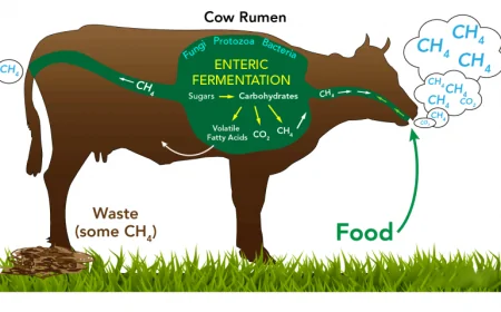 Cow Health Crisis in Denmark Linked to Methane-Reducing Feed Additive