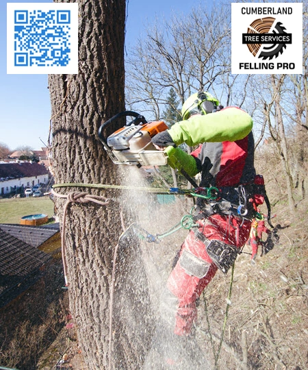 Tree Service in Cape Elizabeth - Cumberland Felling Pro