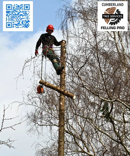 Tree Service in Portland - Cumberland Felling Pro