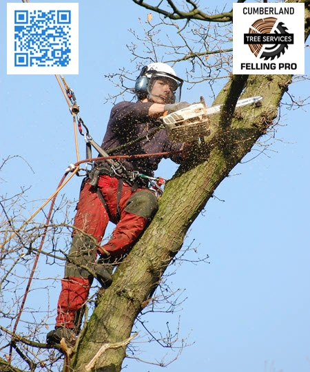 Tree Service in Westbrook - Cumberland Felling Pro