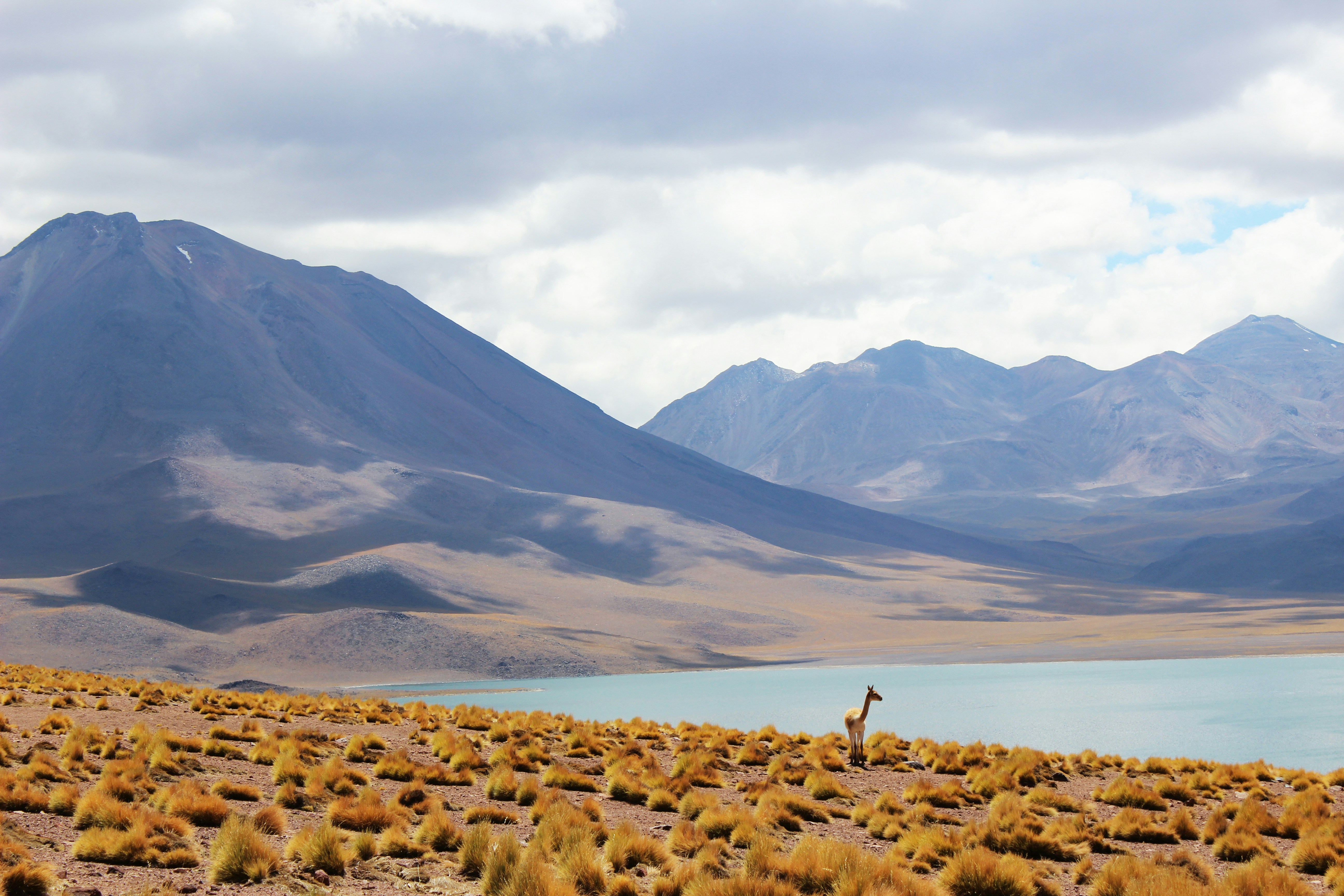 build-a-great-startup-in-2024-with-the-fi-chile-startup-accelerator hero image
