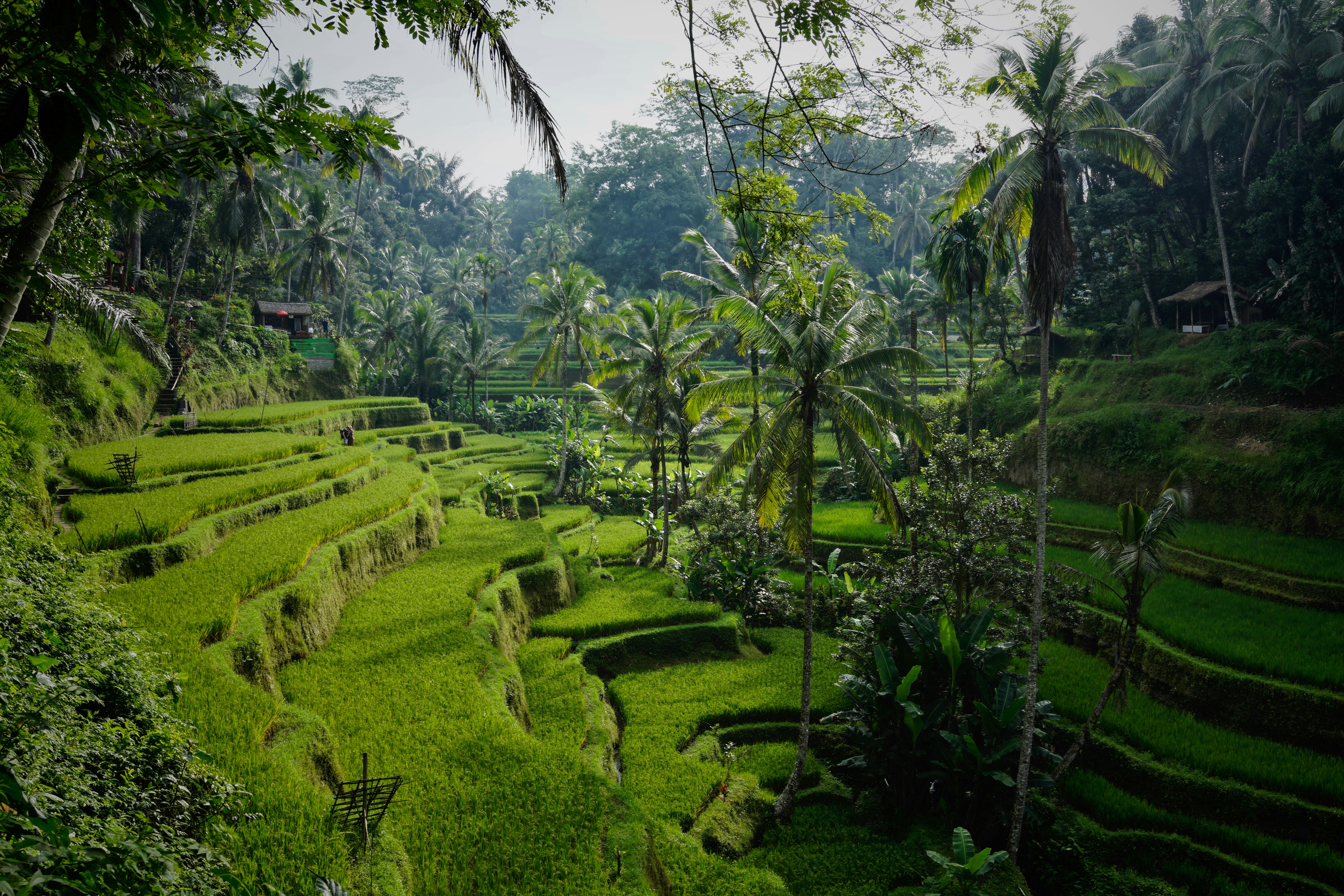 founder-institute-bali-produces-10-new-technology-companies hero image