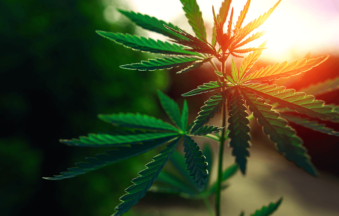 future-of-cannabis-industry hero image