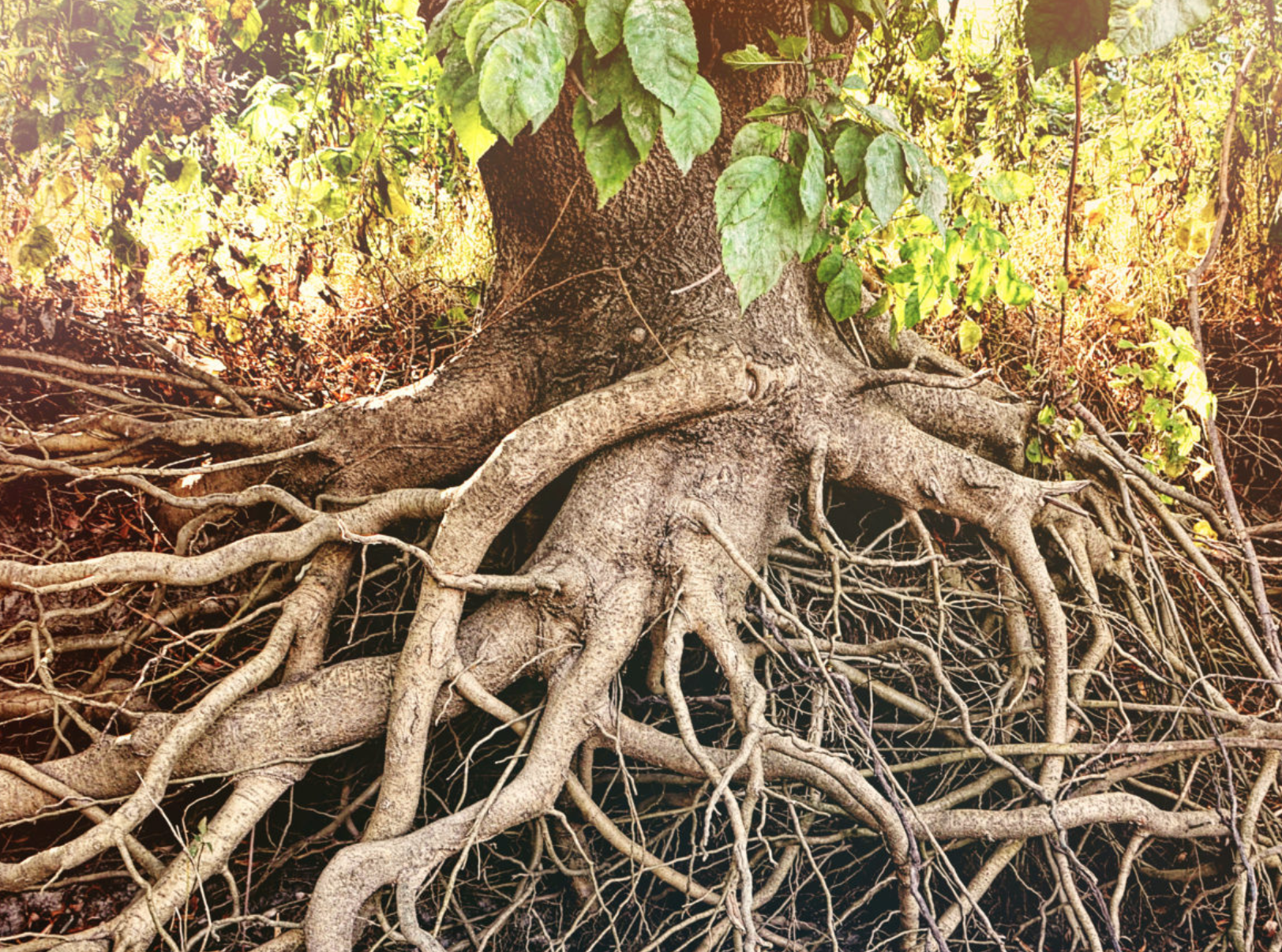biomimicry-nature-as-inspiration-for-innovative-design hero image