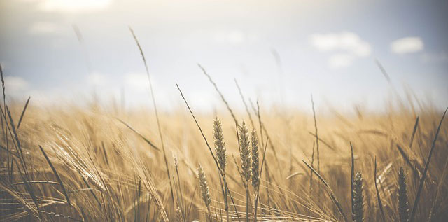 founder-institute-launches-first-global-virtual-program-to-accelerate-foodtech-agritech-startups hero image