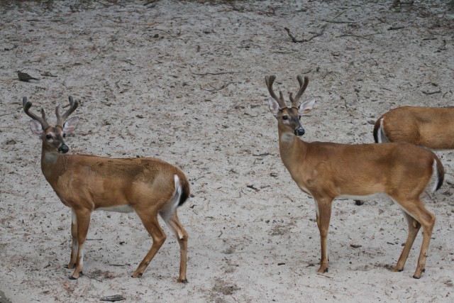 Agency Photo  (40102)