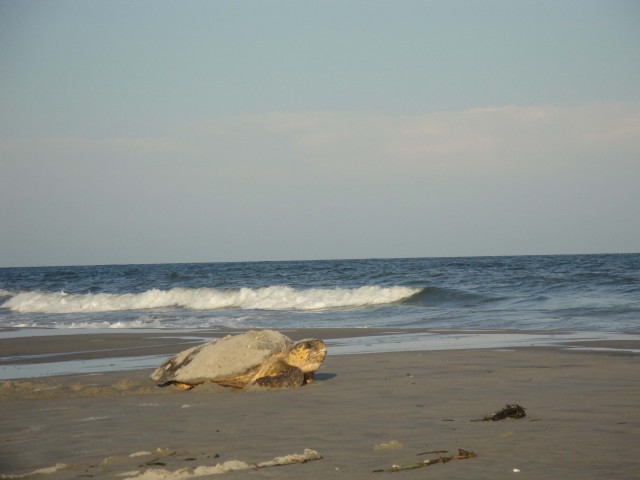 Agency Photo  (40103)