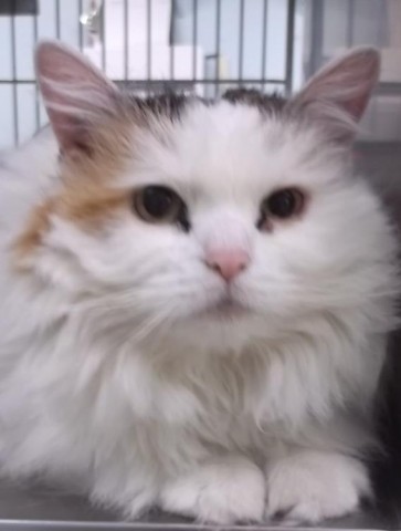 Agency Photo  (34140)