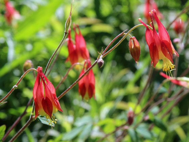 Agency Photo  (153855)