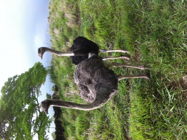 Agency Photo  (98005)